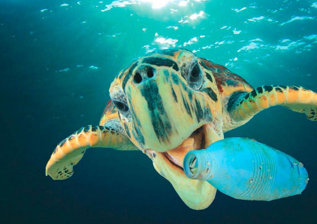 Pollution plastique en mer